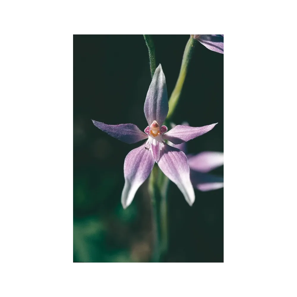 Australian Living Single Essence - Orchidée féérique rose (Caladenia latifolia) 15 ml