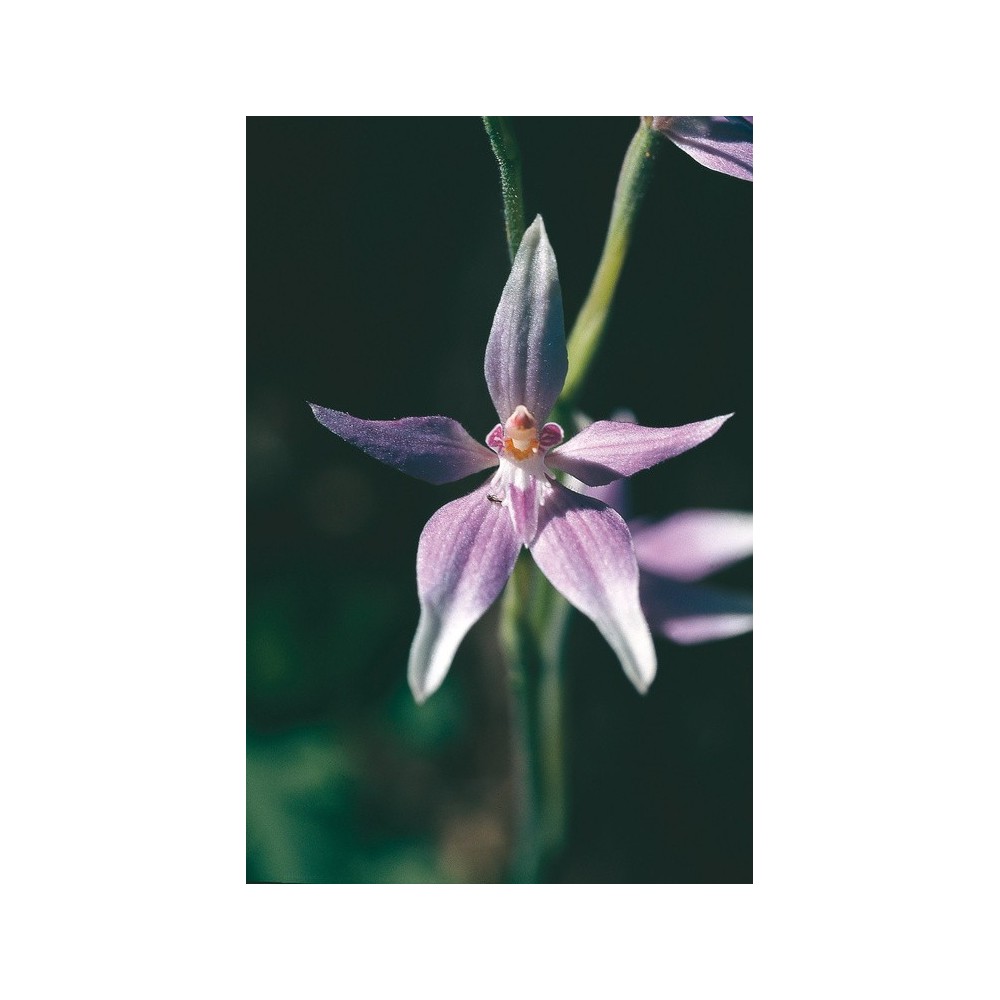 Australian Living Single Essence – Rosa Feenorchidee (Caladenia latifolia) 15 ml