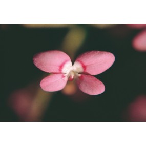 Esencia única de Australian Living - Planta gatillo fuente rosa (Stylidium bulbiferum) 15 ml