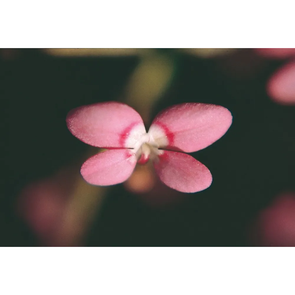 Essenza Singola Australian Living - Pink Fountain Triggerplant (Stylidium bulbiferum) 15 ml