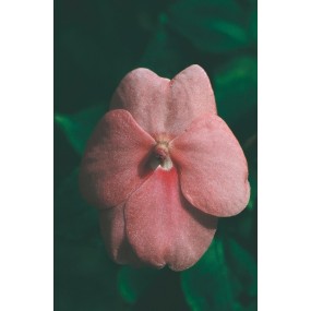 Essenza Singola Australian Living - Pink Impatiens (Impatiens sp.) 15 ml