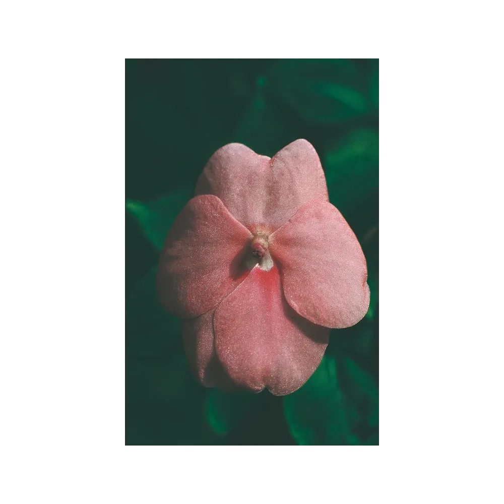 Australian Living Single Essence – Rosa Springkraut (Impatiens sp.) 15 ml
