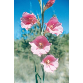Australian Living Single Essence - Pink Trumpet Flower (Gladiolus caryophyllaceus) 15 ml