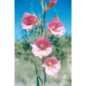 Esencia única Australian...