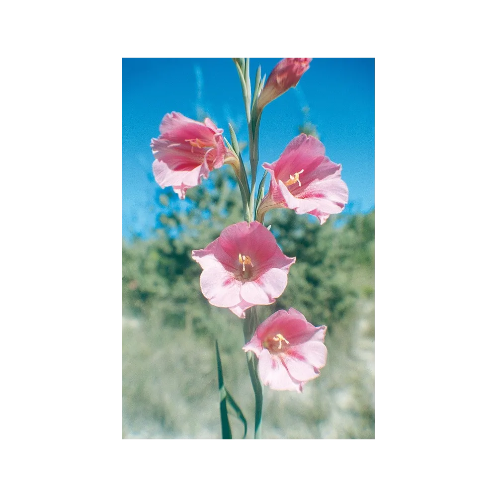 Esencia única Australian Living - Flor de trompeta rosa (Gladiolus caryophyllaceus) 15 ml