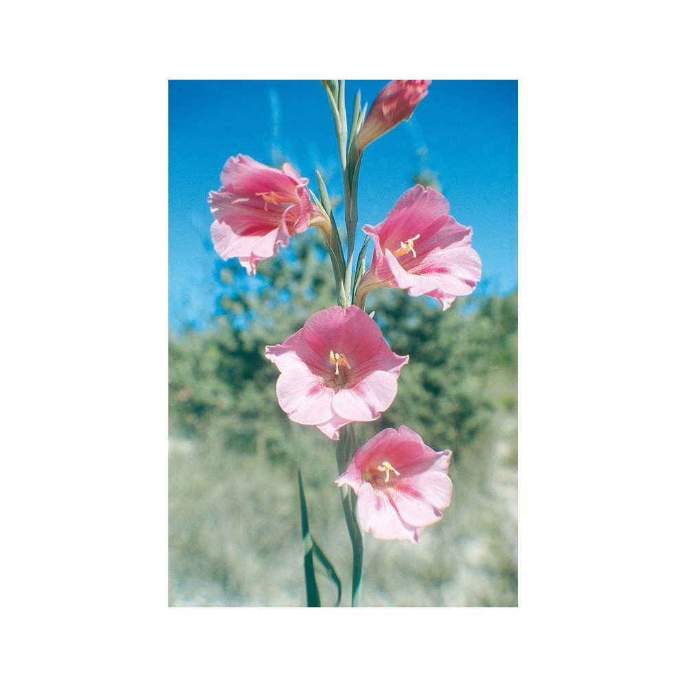 Essenza Singola Australian Living - Pink Trumpet Flower (Gladiolus caryophyllaceus) 15 ml