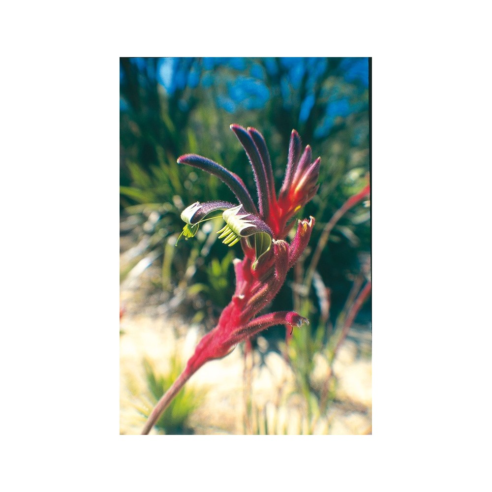 Australian Living Single Essence - Purple & Red Kangaroo Paw (Anigozanthos manglesii) 15 ml