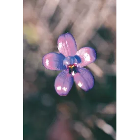 Australian Living Single...