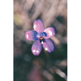 Esencia única Australian Living - Orquídea Esmaltada Púrpura (Elythranthera brunonis) 15 ml