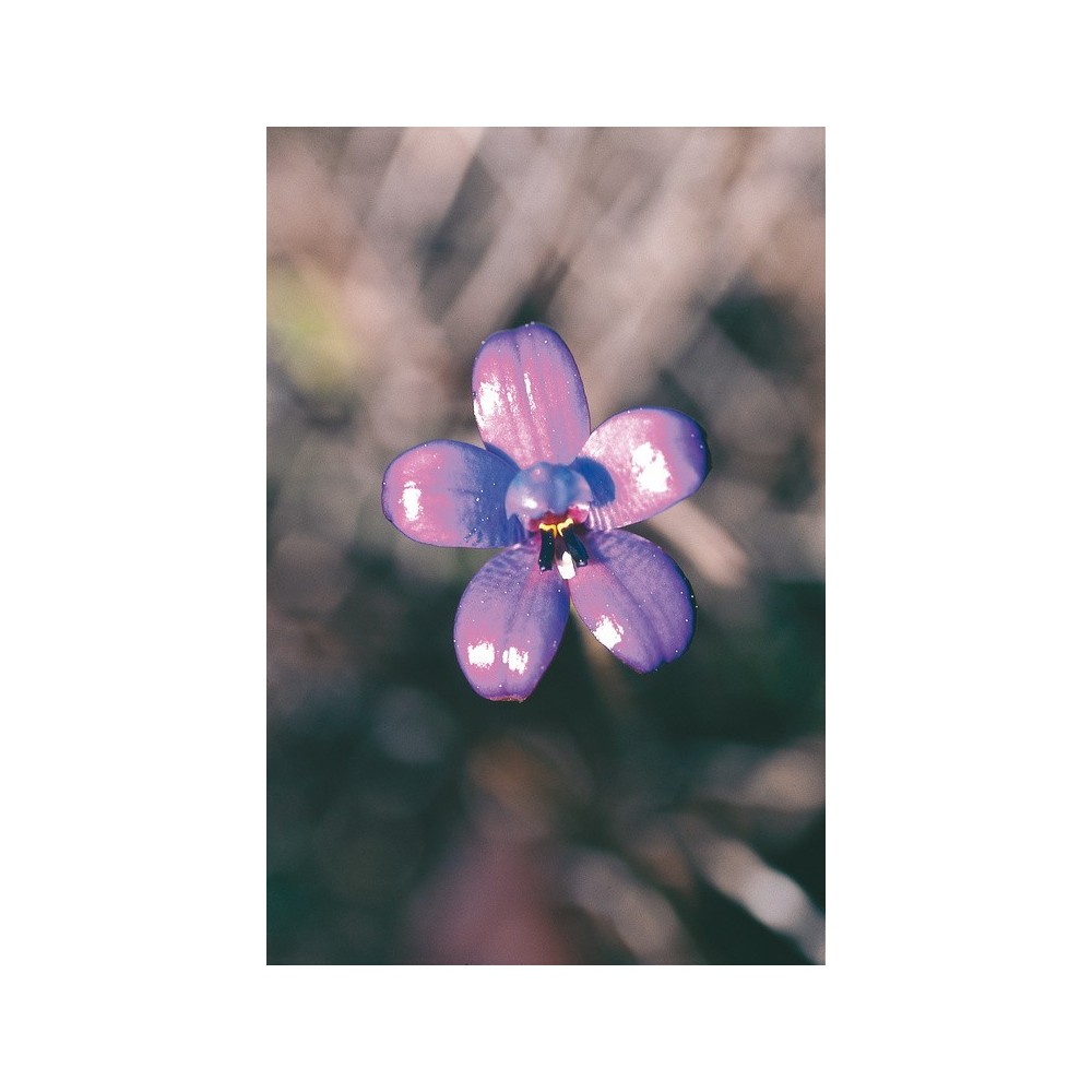 Australian Living Single Essence – Lila Emaille-Orchidee (Elythranthera brunonis) 15 ml