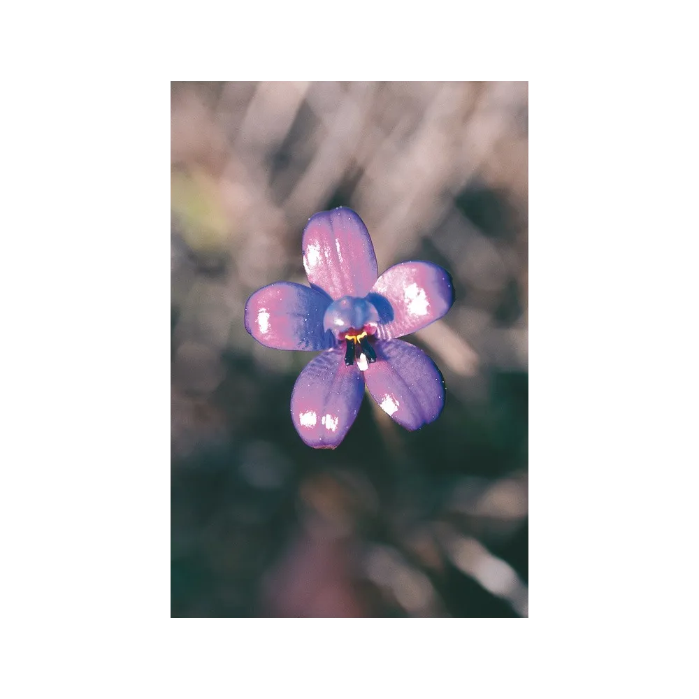 Esencia única de Australian Living - Orquídea de esmalte púrpura (Elythranthera brunonis) 15 ml