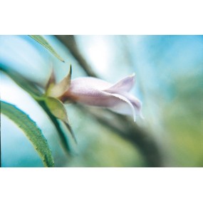 Australian Living Single Essence – Lila Eremophila (Eremophila scoparia) 15 ml