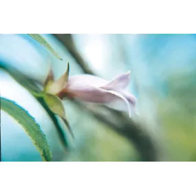 Esencia única de Australian...