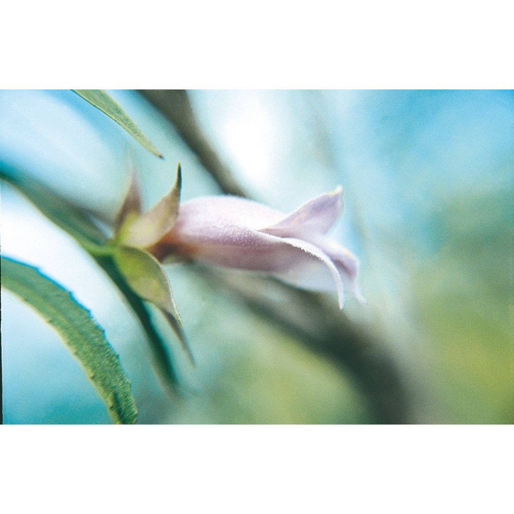 Australian Living Single Essence - Eremophila pourpre (Eremophila scoparia) 15 ml