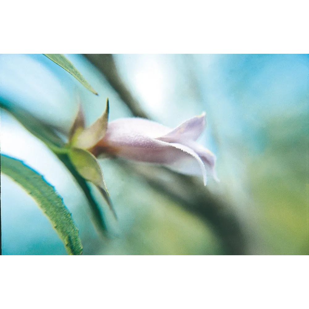 Esencia única de Australian Living - Eremophila púrpura (Eremophila scoparia) 15 ml
