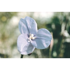 Australian Living Single Essence - Fleur du drapeau violet (Patersonia Occidentalis) 15 ml