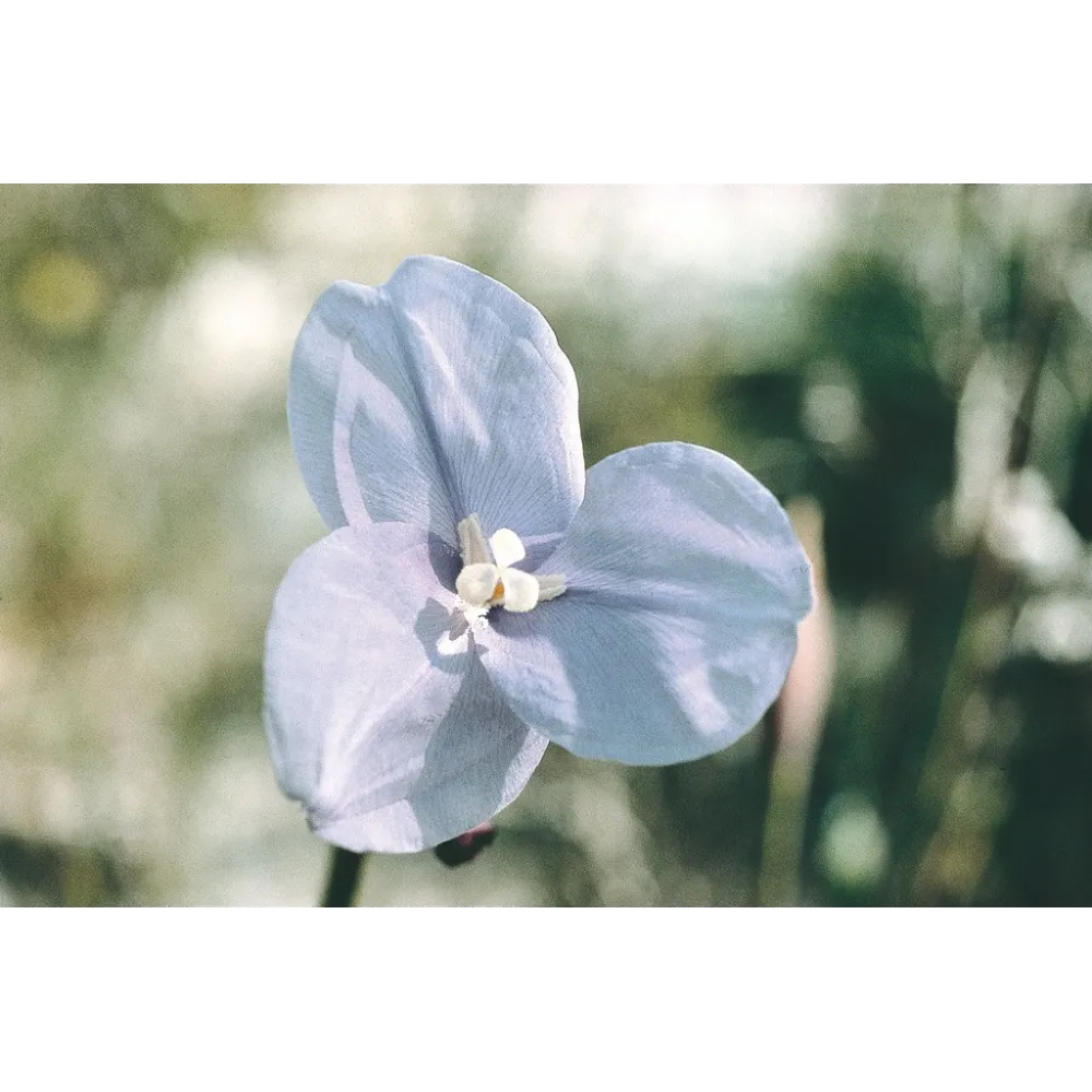 Esencia única de Australian Living - Flor de bandera morada (Patersonia occidentalis) 15 ml
