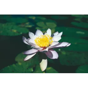 Esencia única de Australian...