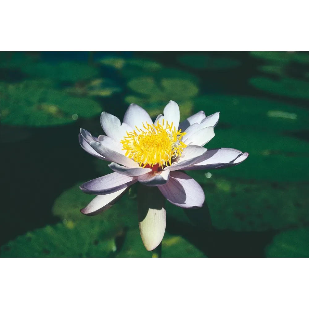 Esencia única de Australian Living - Nenúfar púrpura (Nymphaea violeacea) 15 ml