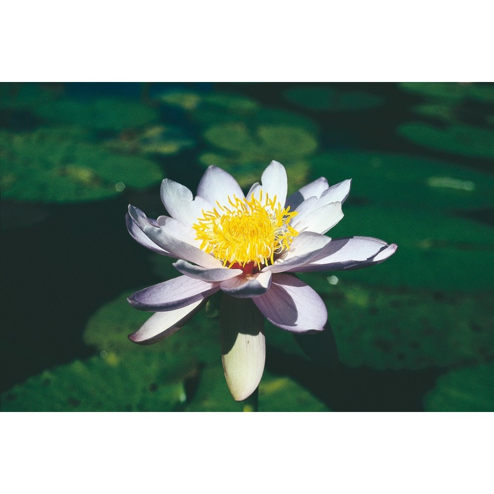 Essenza Singola Australian Living - Purple Nymph Waterlily (Nymphaea violeacea) 15 ml