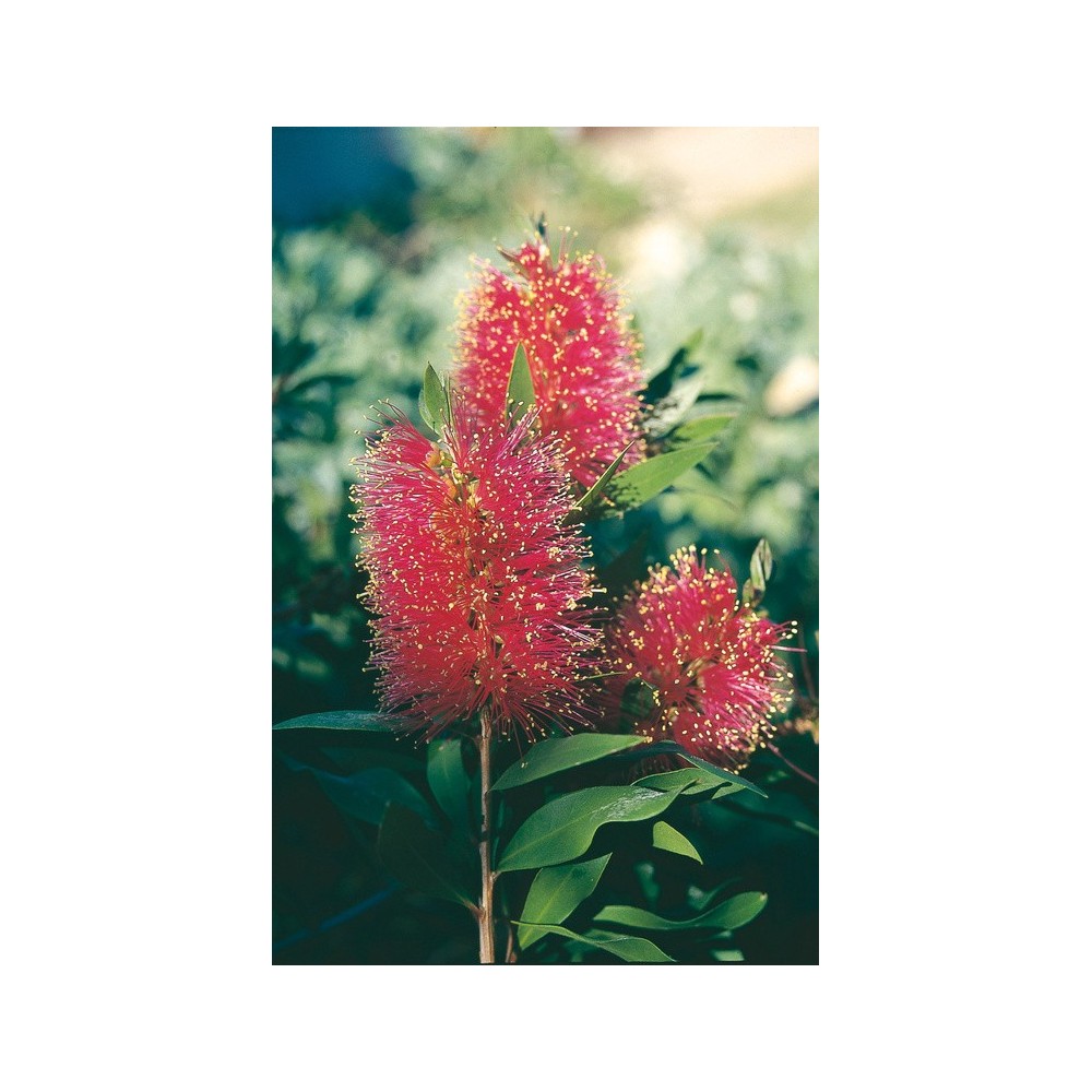 Australian Living Single Essence - Queensland Bottlebrush (Callistemom polandi) 15 ml