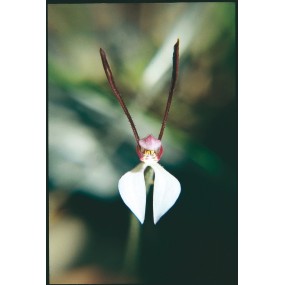 Australian Living Single Essence – Kaninchenorchidee (Caladenia menziesii) 15 ml