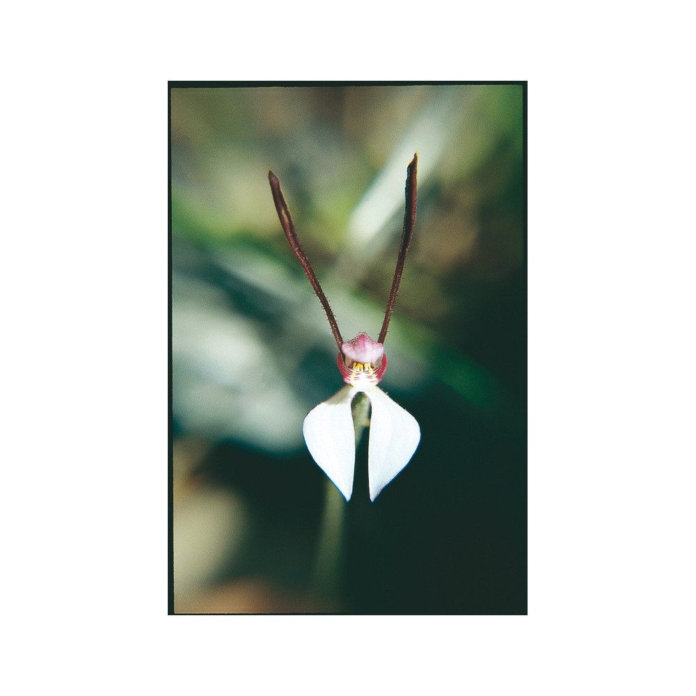 Australian Living Single Essence – Kaninchenorchidee (Caladenia menziesii) 15 ml