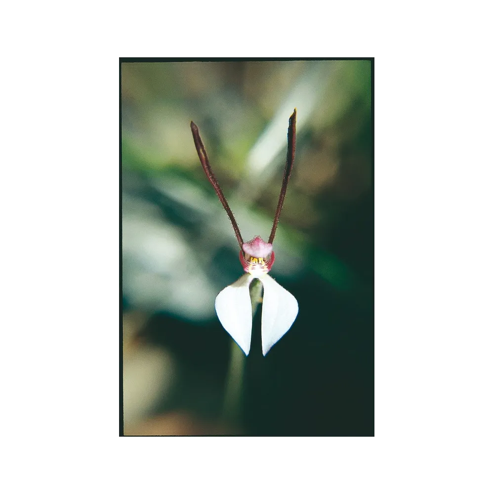 Esencia única de Australian Living - Orquídea conejo (Caladenia menziesii) 15 ml
