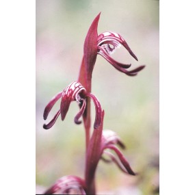 Esencia única Australian Living - Orquídea de Pico Rojo (Lypercanthos nigricans) 15 ml