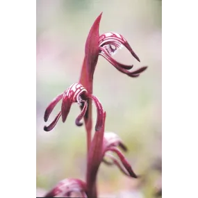 Essence simple Australian...