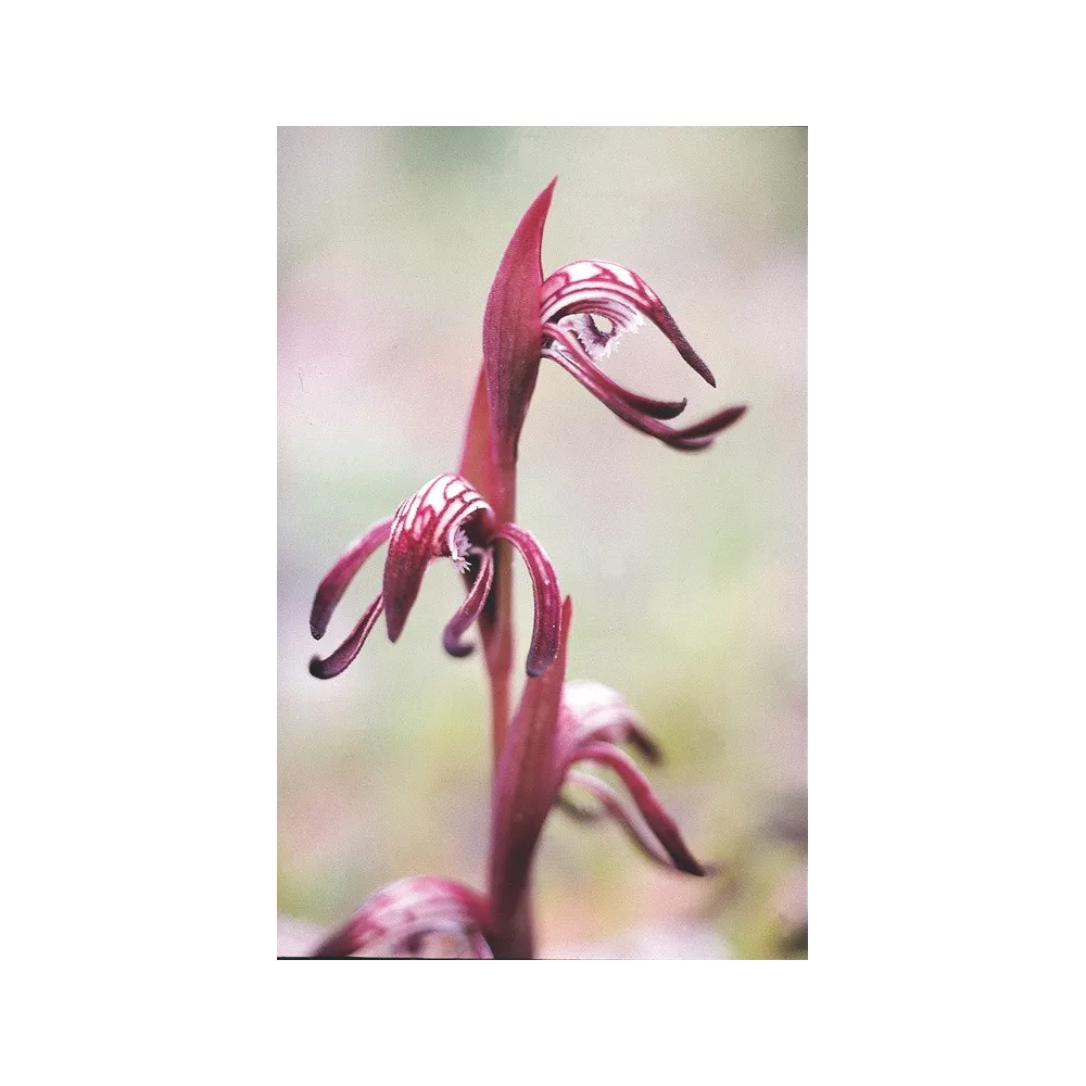 Australian Living Single Essence – Rote Schnabelorchidee (Lypercanthos nigricans) 15 ml