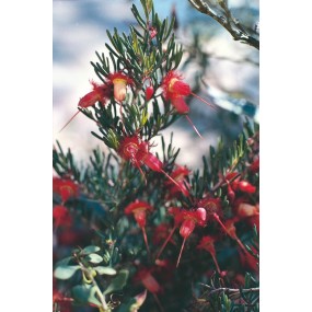 Australian Living Single Essence – Rote Federblume (Verticordia mitcheliana) 15 ml