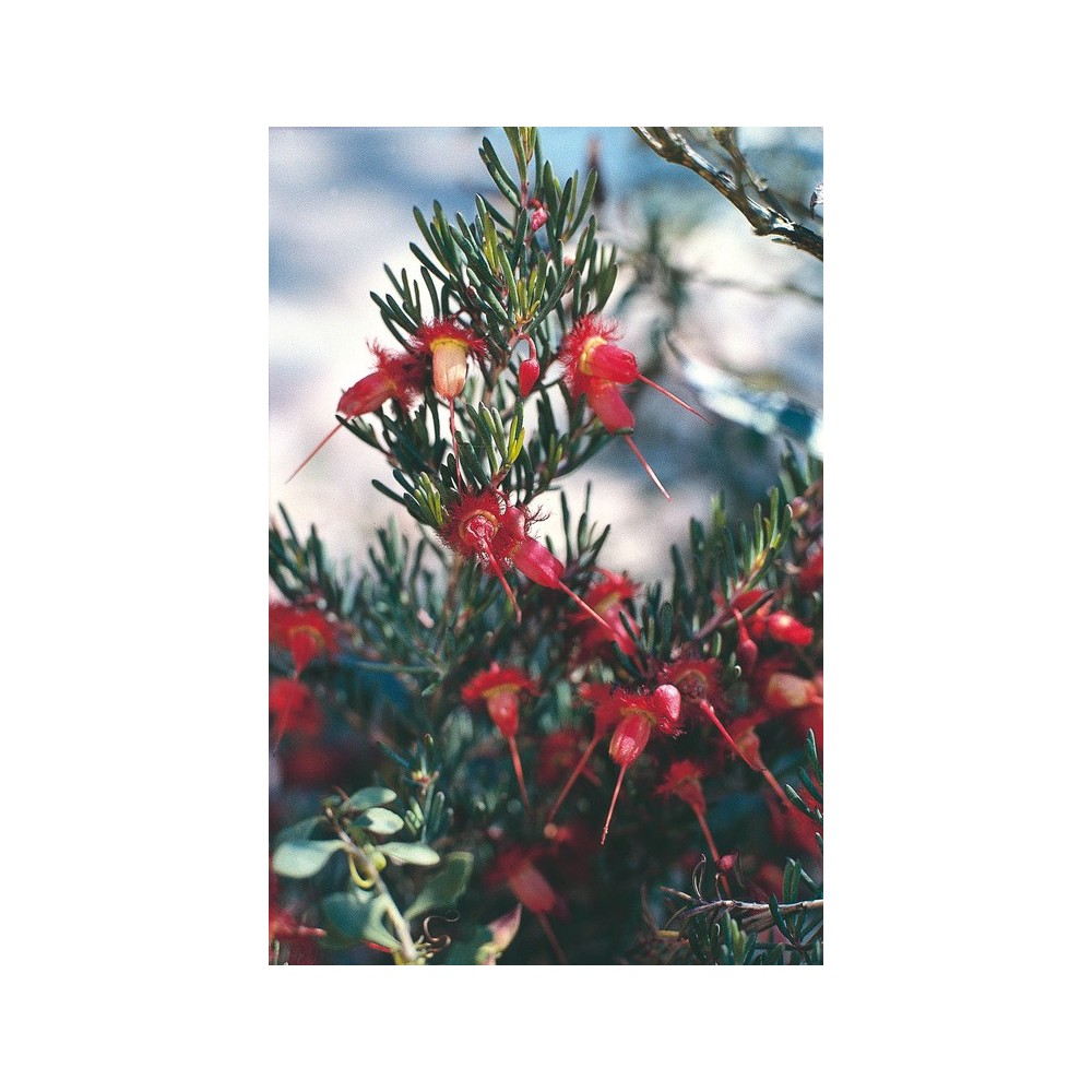 Australian Living Single Essence - Red Feather Flower (Verticordia mitcheliana) 15 ml