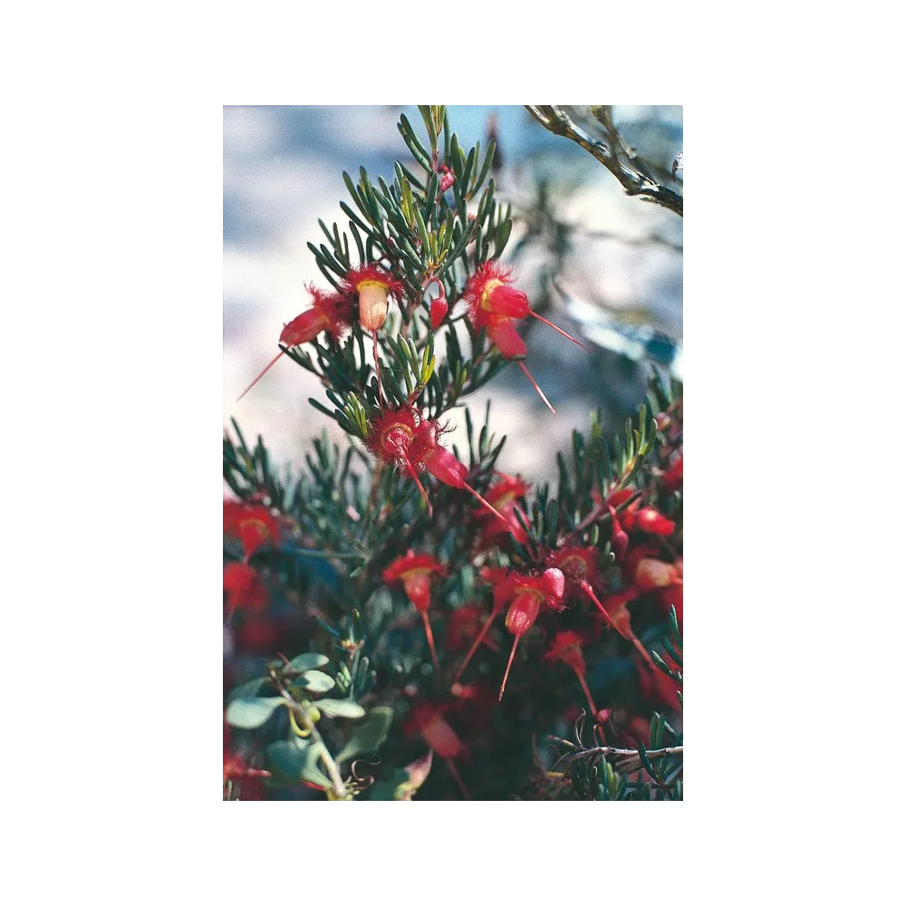 Esencia única de Australian Living - Flor de pluma roja (Verticordia mitcheliana) 15 ml