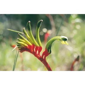 Esencia única Australian...