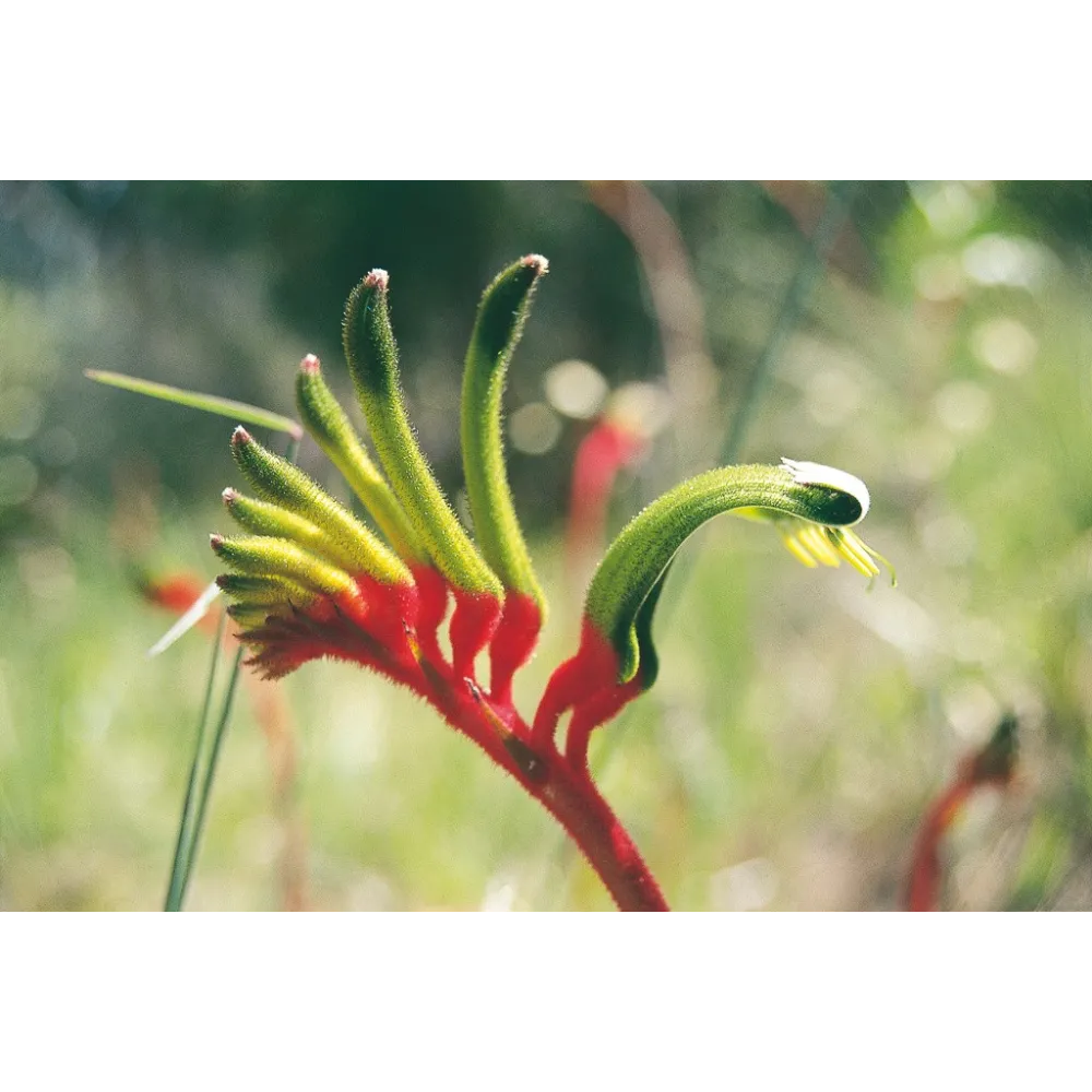 Esencia única Australian Living - Pata de canguro roja y verde (Anigozanthos manglesii) 15 ml
