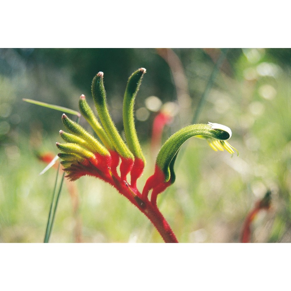 Essenza Singola Australian Living - Red & Green Kangaroo Paw (Anigozanthos manglesii) 15 ml