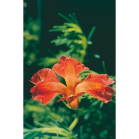 Australian Living Single Essence – Rote Leschenaultia (Leschenaultia formosa) 15 ml