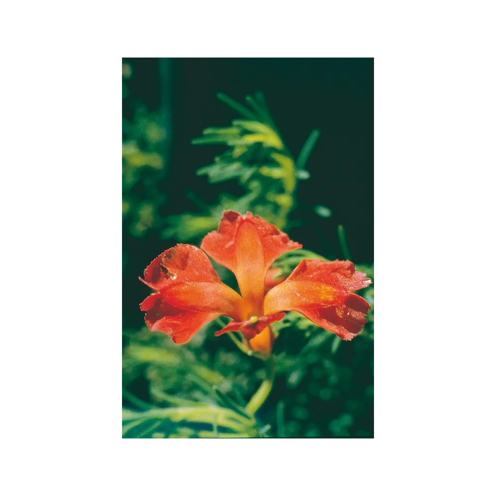 Australian Living Single Essence - Leschenaultia rouge (Leschenaultia formosa) 15 ml