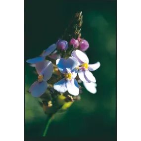 Australian Living Single...