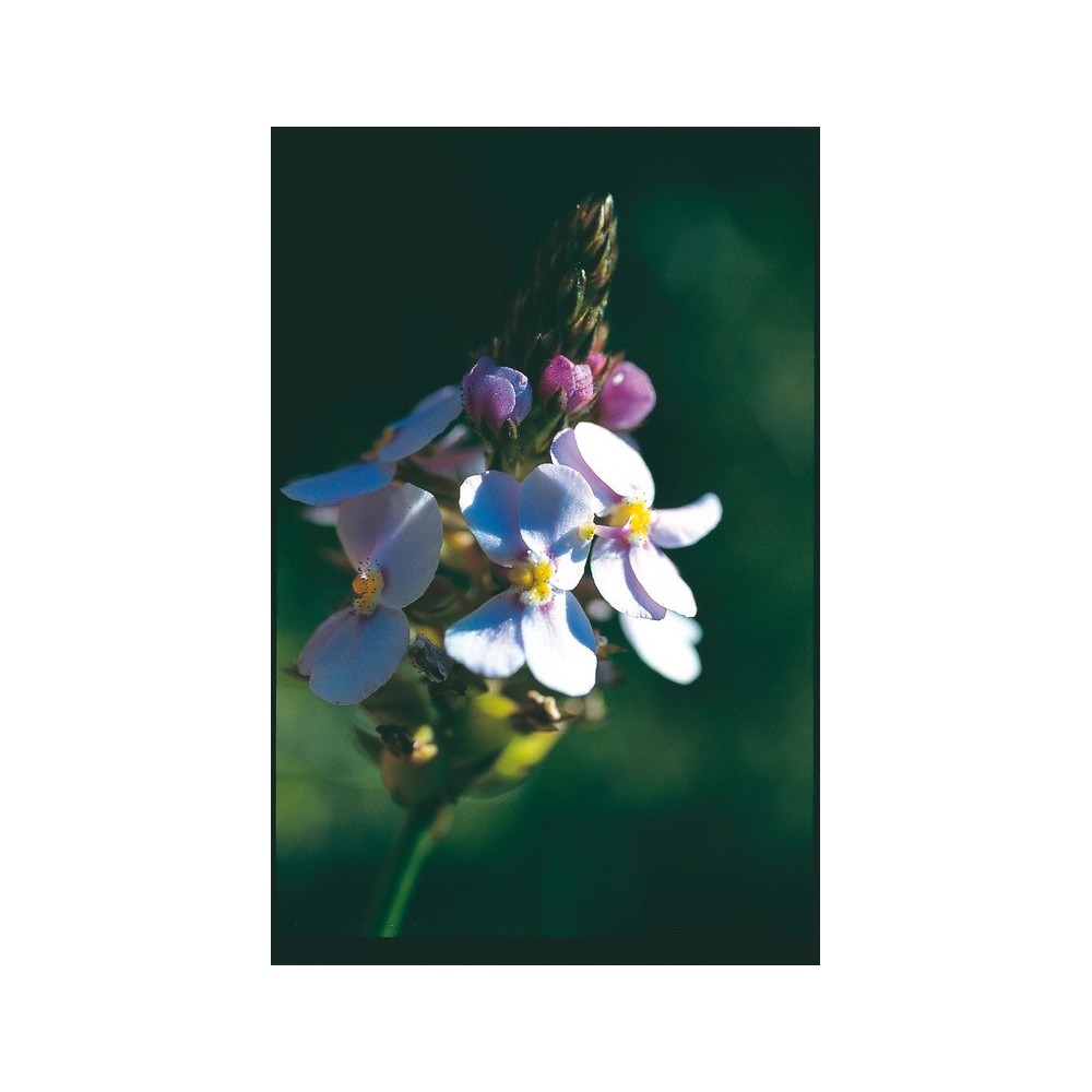 Australian Living Single Essence - Reed Triggerplant (Stylidium junceum) 15 ml