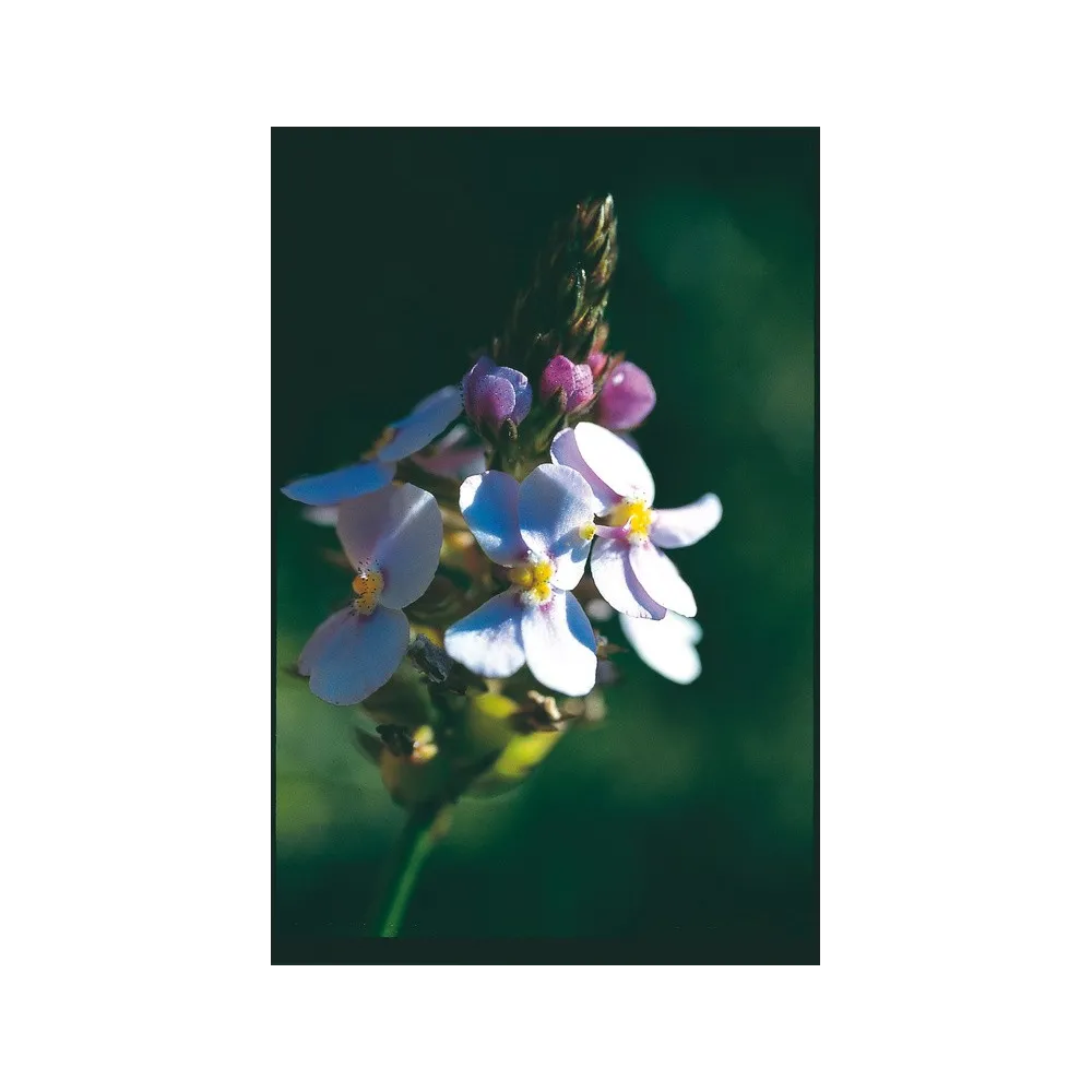 Esencia única de Australian Living - Stylidium junceum (15 ml)
