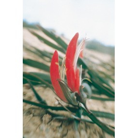 Esencia única Australian Living - Guisante de cinta (Brachysema aphylla) 15 ml
