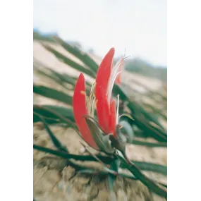 Esencia única de Australian...