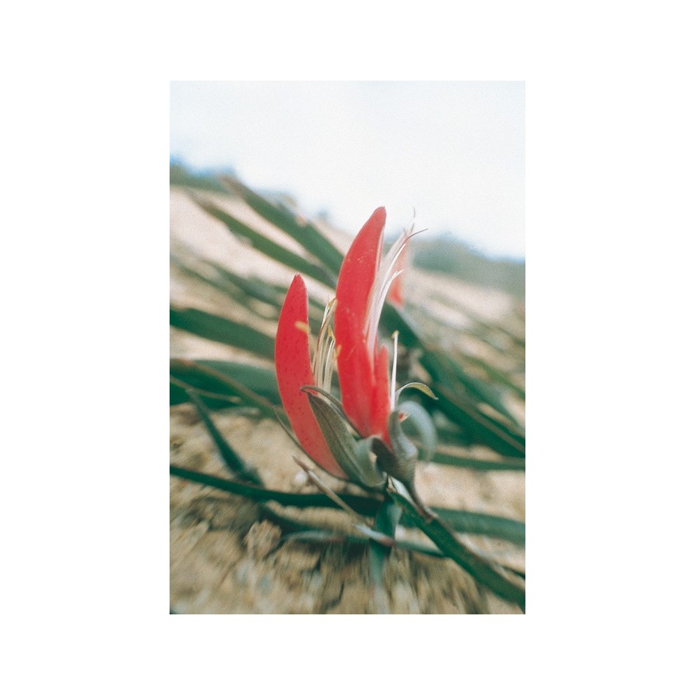 Australian Living Single Essence - Ribbon Pea (Brachysema aphylla) 15 ml