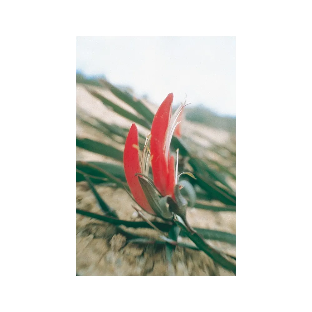 Esencia única de Australian Living - Guisante de cinta (Brachysema aphylla) 15 ml