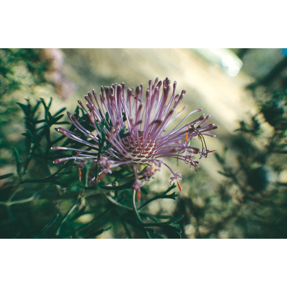 Australian Living Single Essence - Rose Coneflower (Isopogon formosus) 15 ml