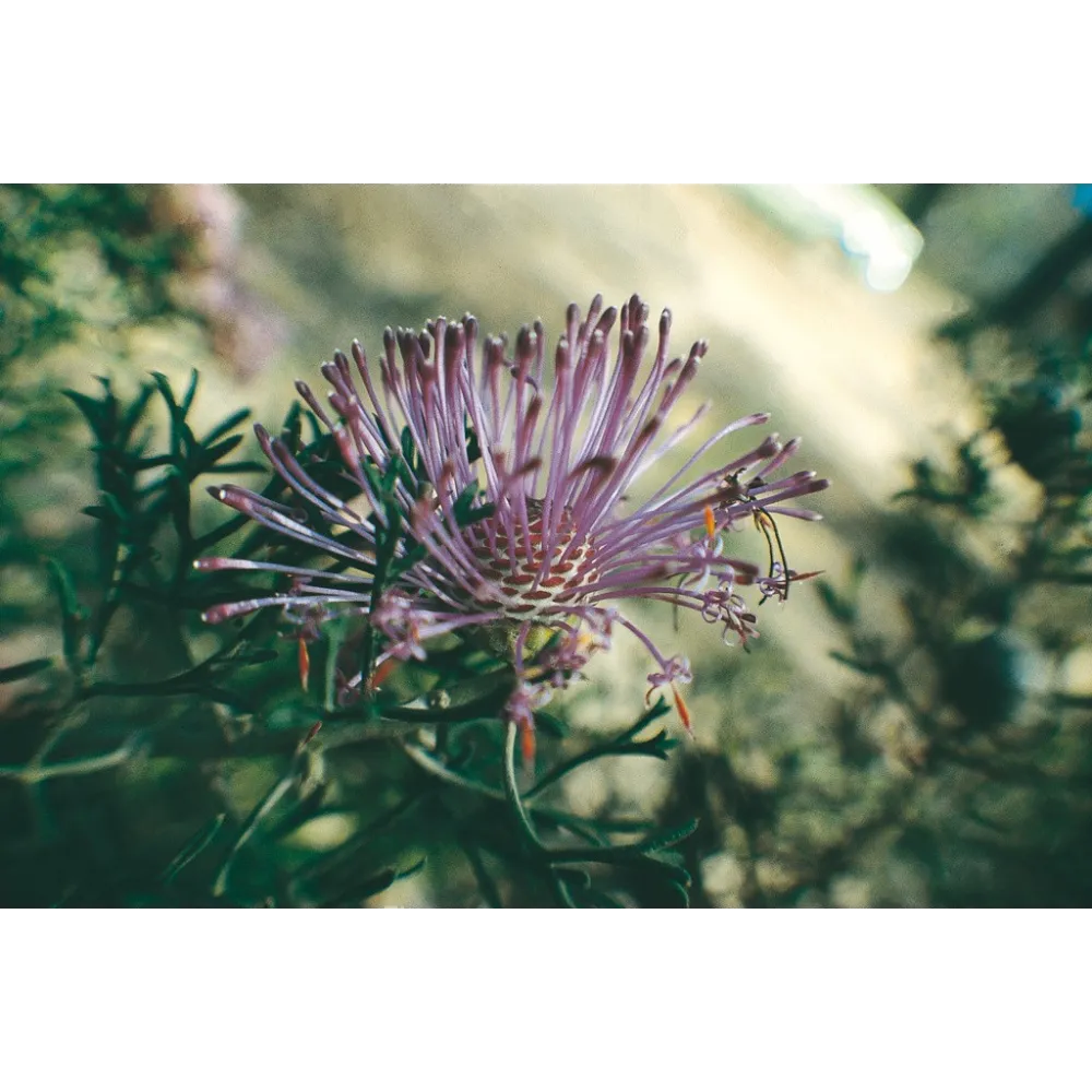 Esencia única Australian Living - Equinácea (Isopogon formosus) 15 ml