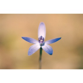 Australian Living Single Essence - Shy Blue Orchid (Cyanicula amplexans) 15 ml