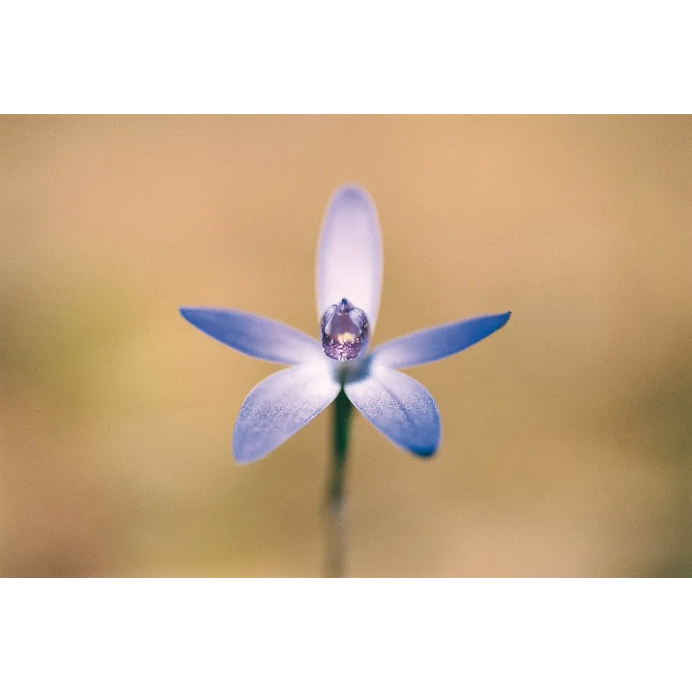 Esencia única de Australian Living - Orquídea azul tímida (Cyanicula amplexans) 15 ml
